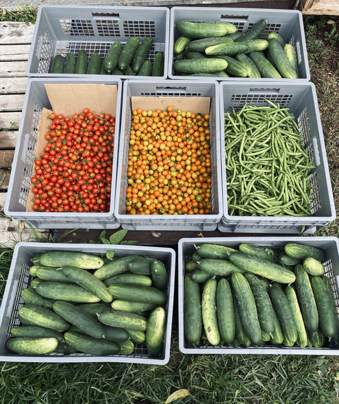 Cucumbers, tomatoes and beans grown at Big Hill Farm.