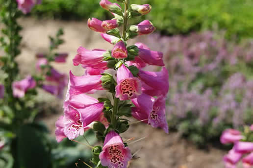 Foxglove camelot rose