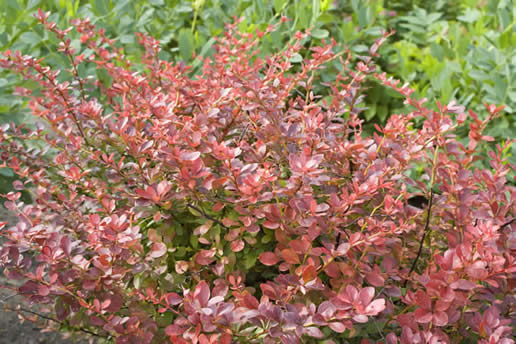 Japanese Barberry
