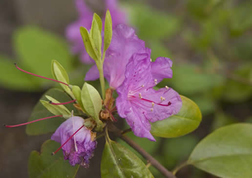 P.J.M. Rhododendron