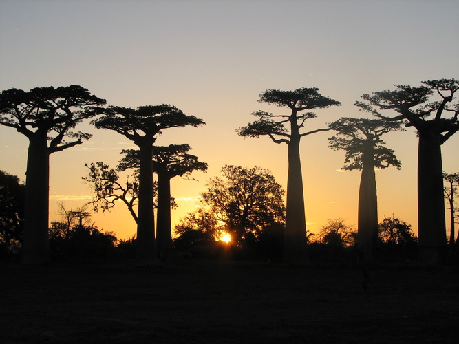 Baobab trees in Africa
