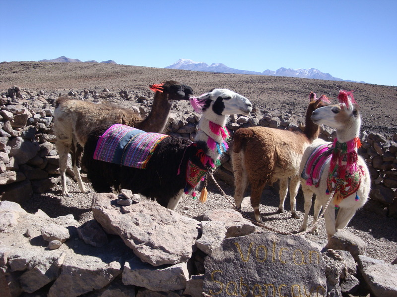 Llamas with desert landscape