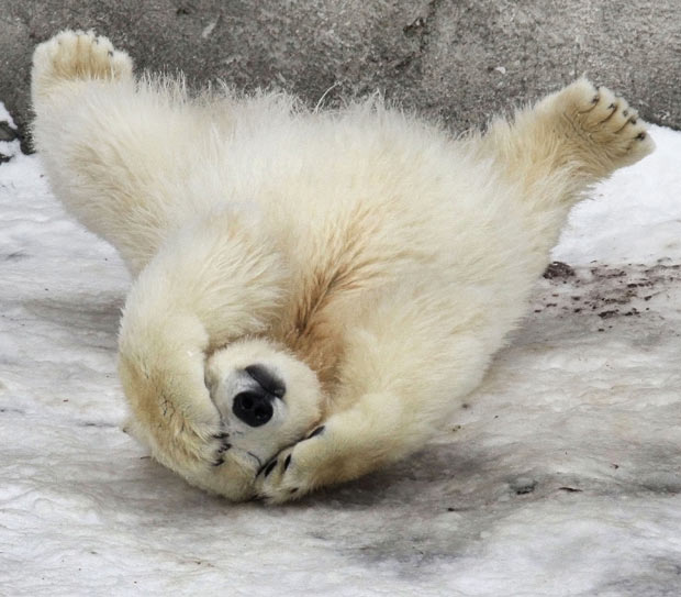 Polar-bear-cub 1786691i.jpg