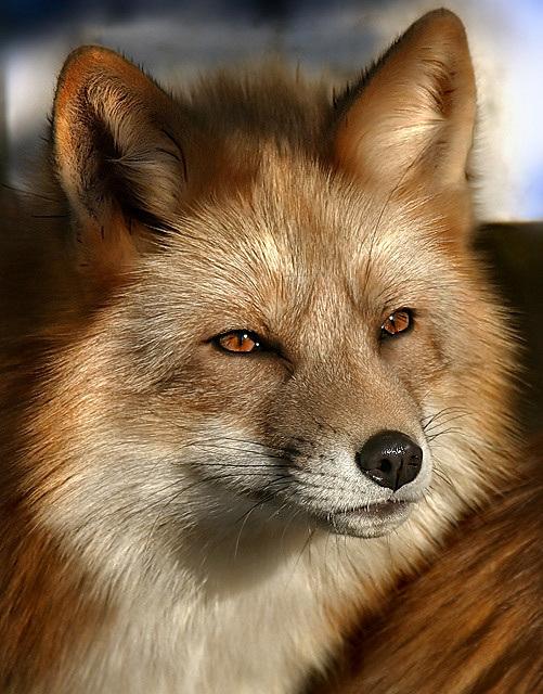 FOX.jpg