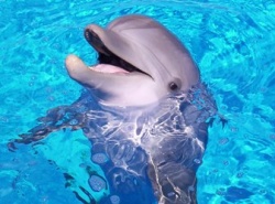 Dolphin1.jpg