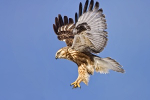 Rough-legged-hawk-wings-up-talons-down-print.jpg