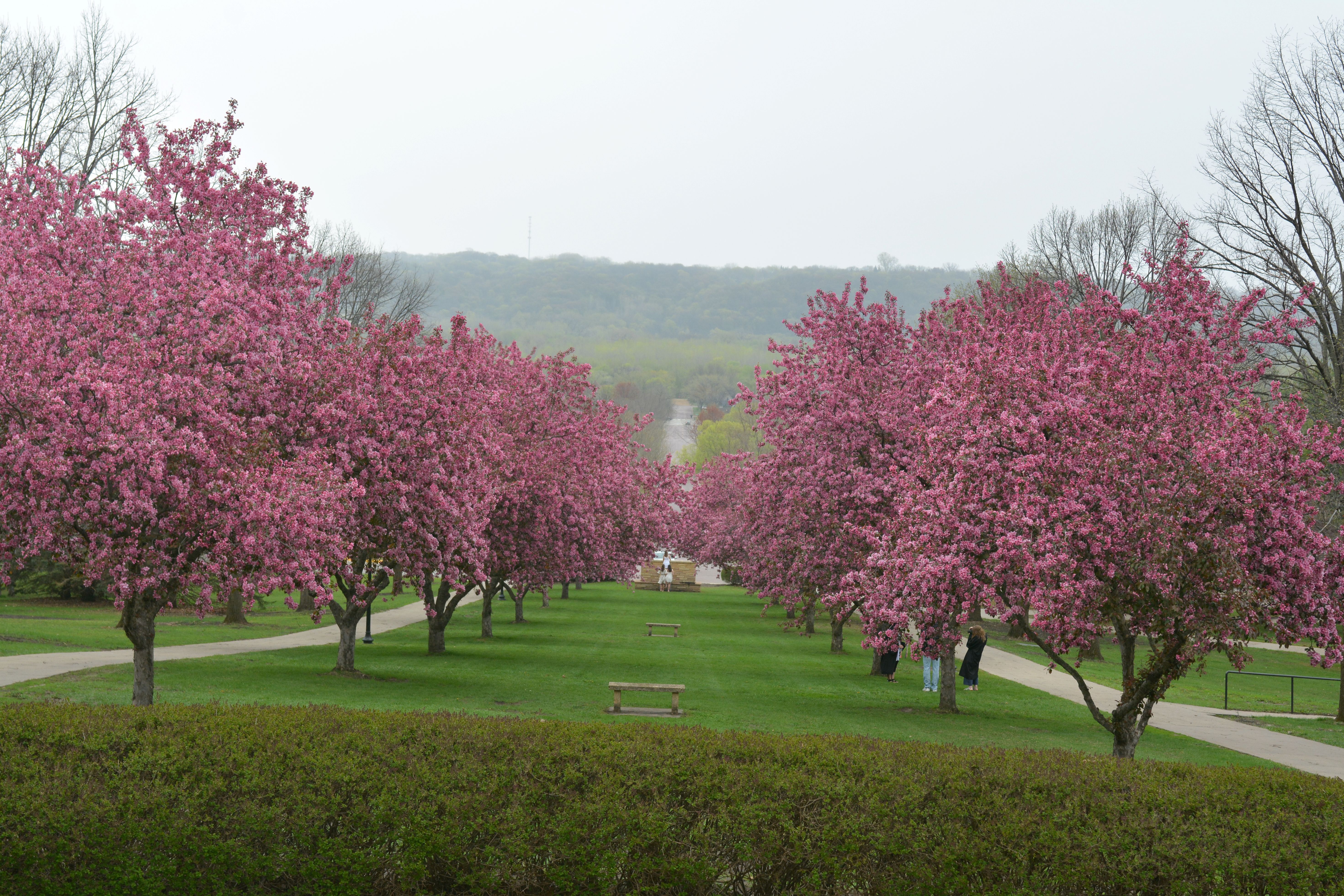 Crab apple trees blossoming 