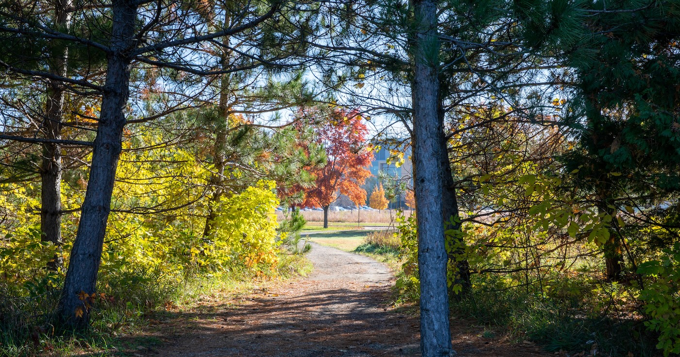 A photo of a fall day and a trail through the woods