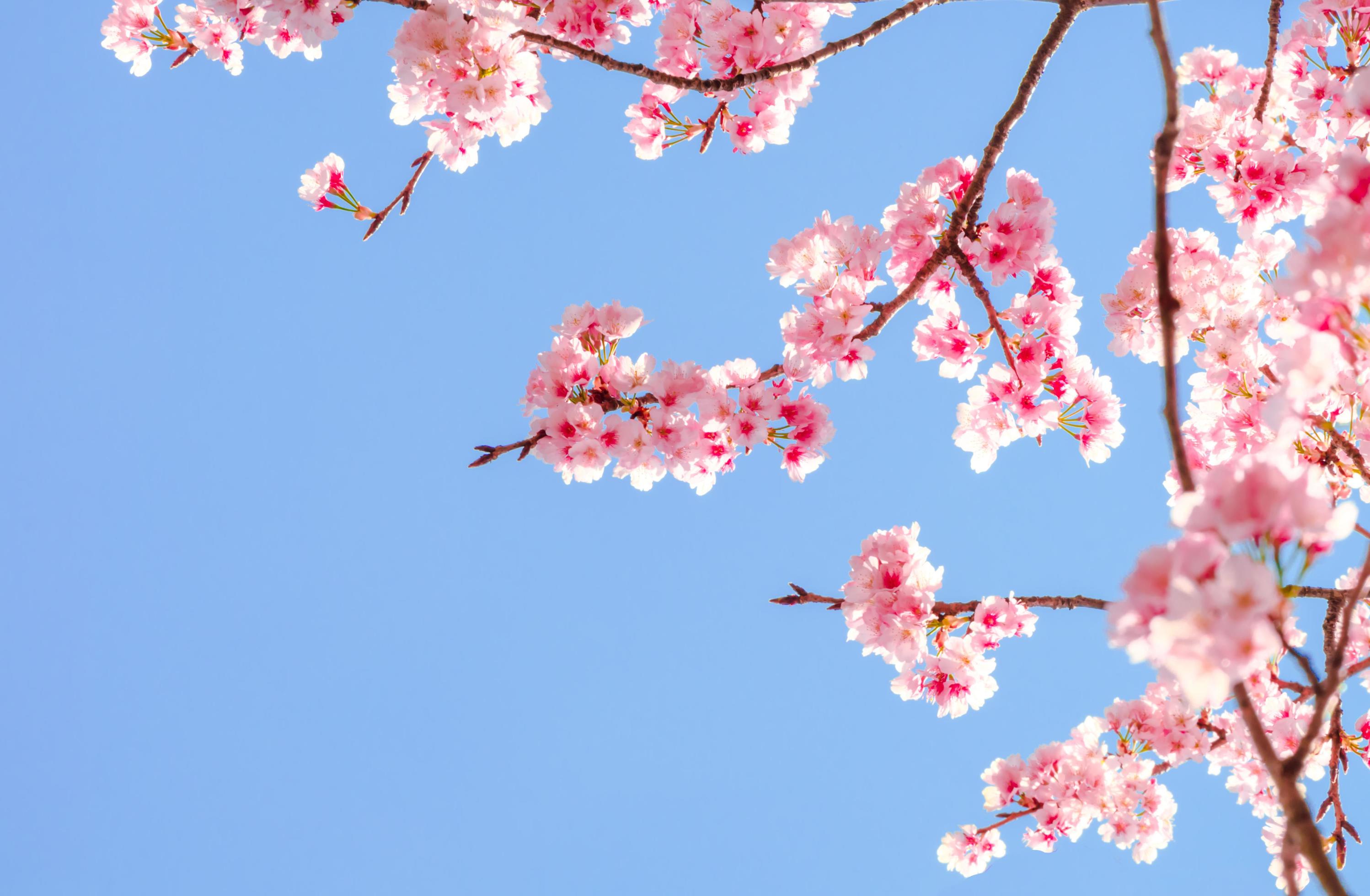 A picture of a pale blue sky. A pink cherry blossom tree has flowers covering the left half of the frame.