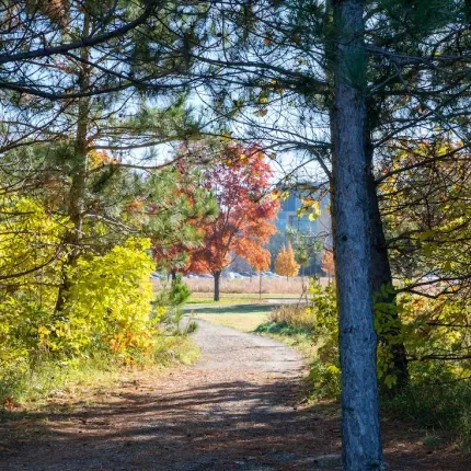 A photo of a fall day and a trail through the woods