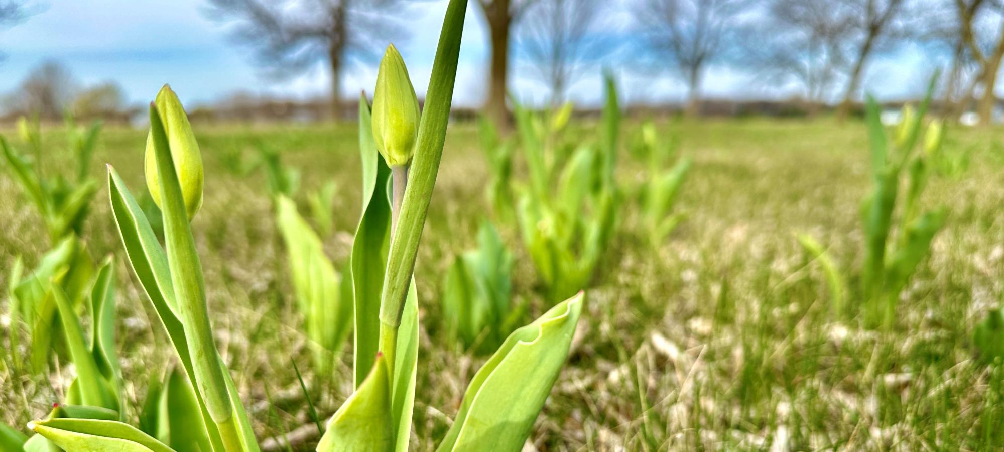 Tulip buds in arboretum