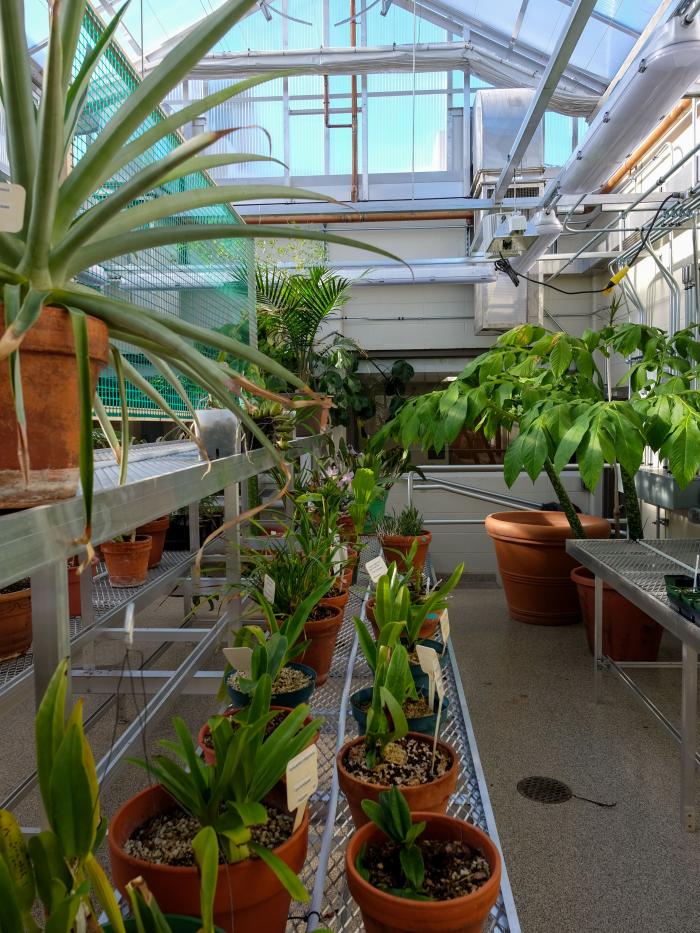 Nobel Hall green house