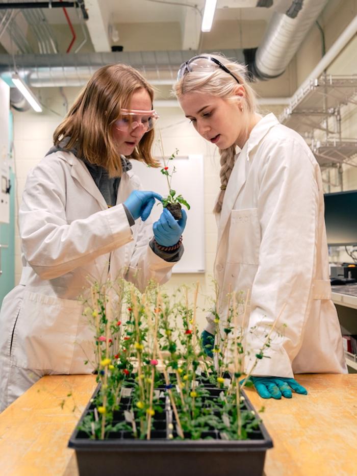 Students examine plants in a lab. 