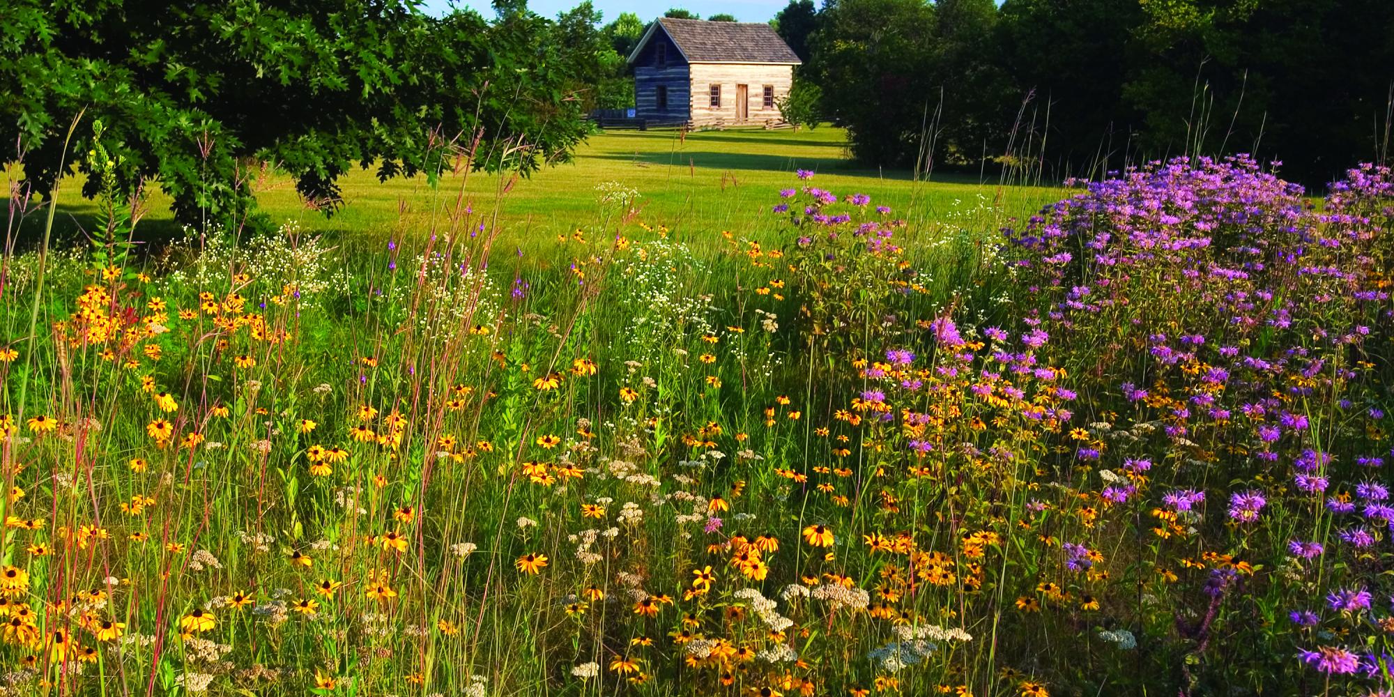 Spring flowers and cabin in arb