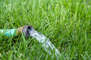 Rubber Garden Hose Watering the Lawn