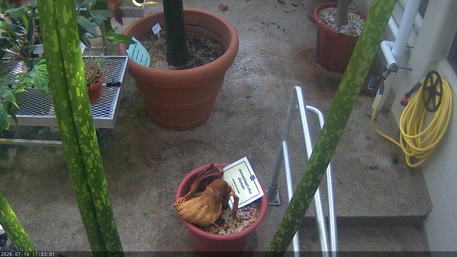 Gustavus Webcam