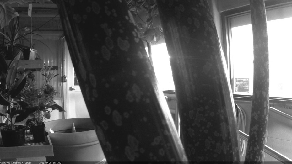 Gustavus Webcam