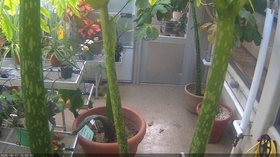 Gustavus Webcam